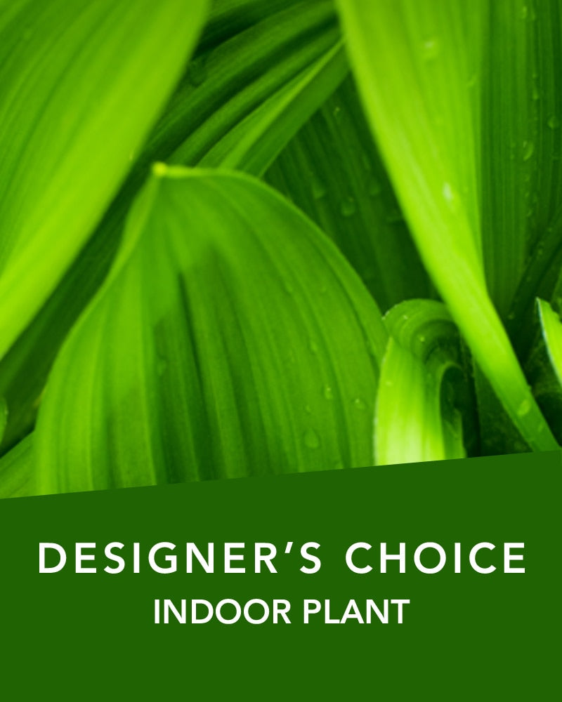 DC INDOOR PLANT
